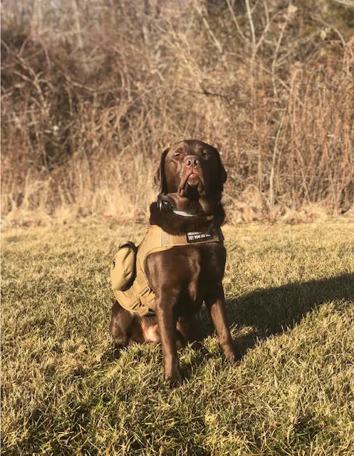 A dog with a backpack sitting in the grass.