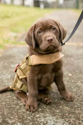 A puppy wearing a harness and leash.