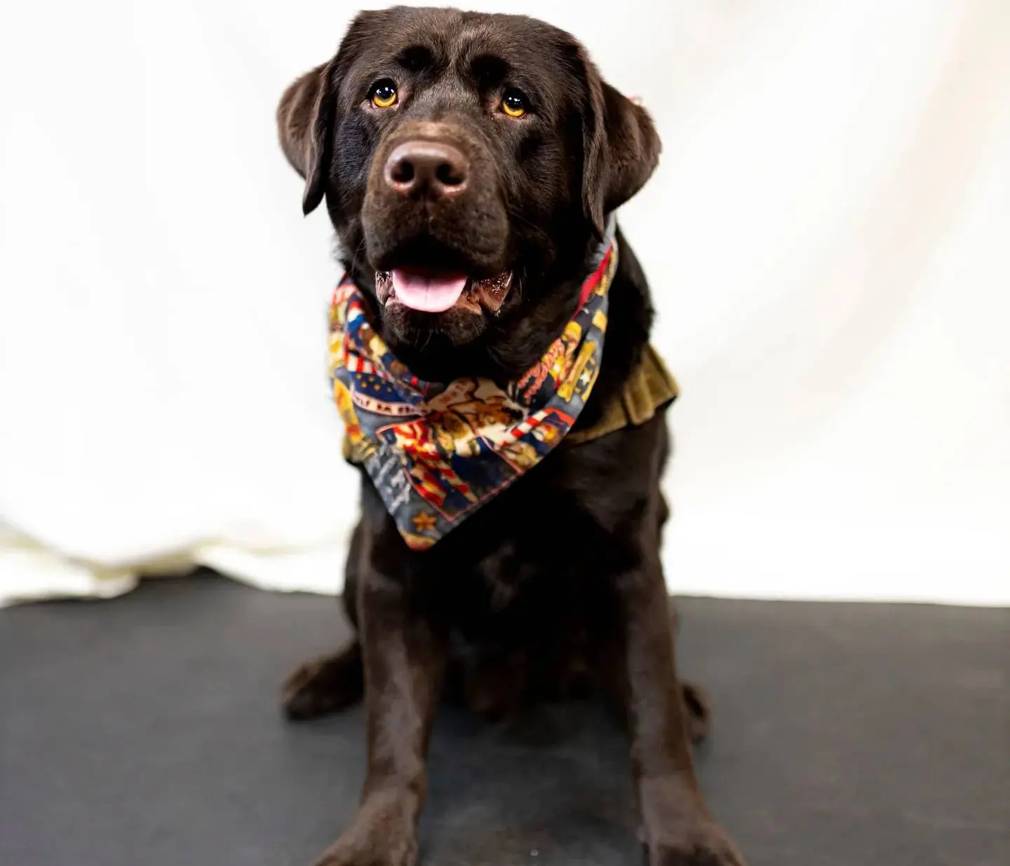 A dog sitting on the ground wearing a bandana.