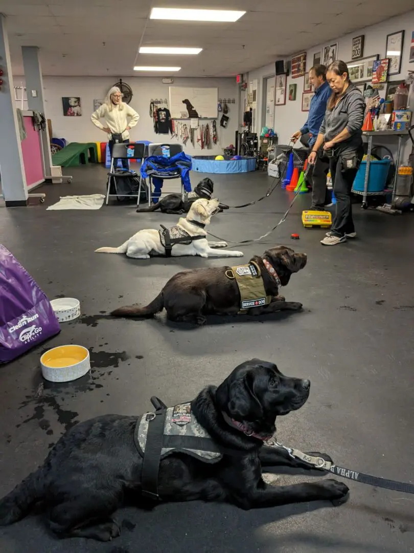 A group of dogs laying on the ground in a room.