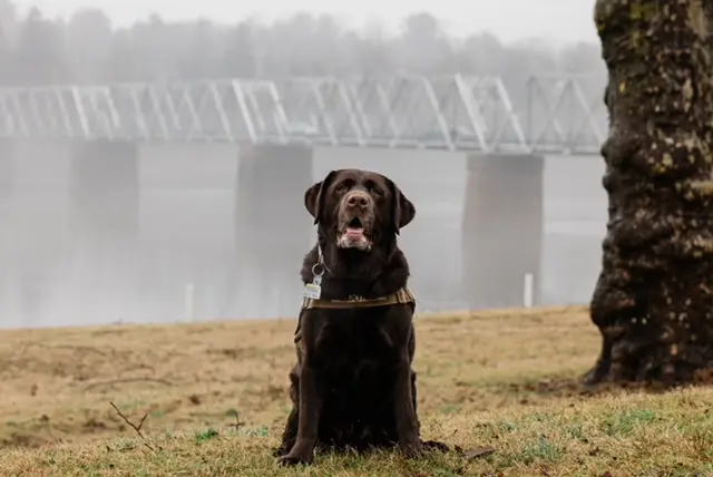 A dog sitting in the grass near water.